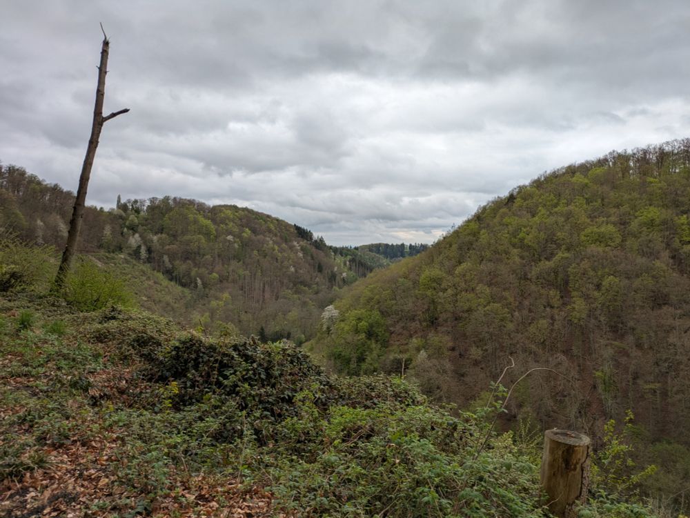 Blick über bewaldete Hügel, wolkenverhangener Himmel, ein Baumstumpf und ein Ast ragen im Vordergrund des Bildes nach oben.