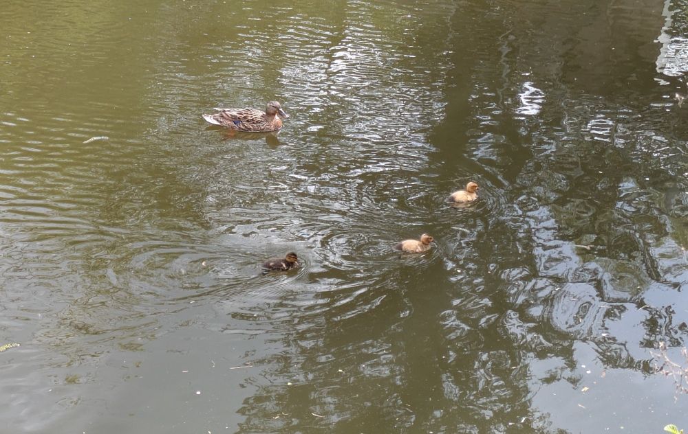 Eine erwachsene Ente mit drei Küken auf dem Wasser, gespiegelte Bäume, herabgefallene Blätter und Wasserwirbel.