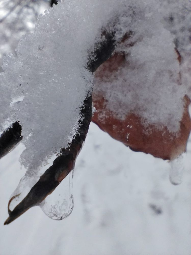 Nahaufnahme von einem Gabelast mit braunem Blatt, Schnee und Eistropfen.