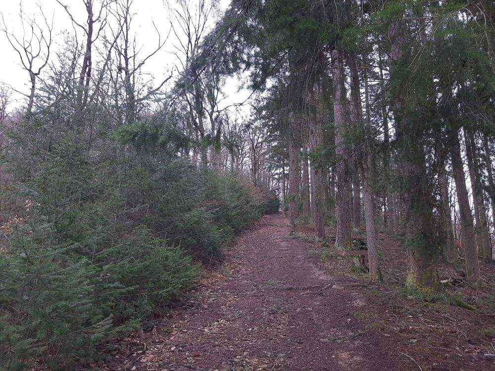 Ein ziemlich ebener Weg nach oben mit hohen Bäumen rechts und niedrigen, dichterstehenden links.