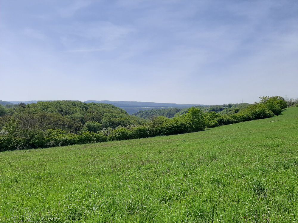 Blick über eine Wiese Richtung Baumreihen und in der Entfernung erkennbaren weiteren Wald und Bergketten.