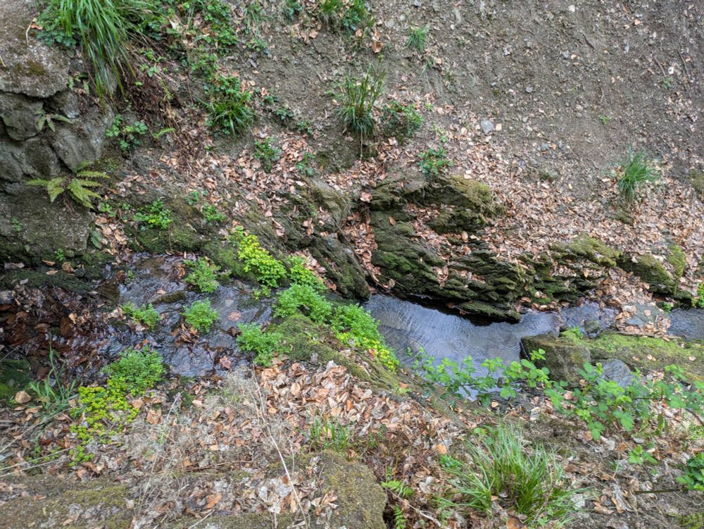 Blick auf einen Bachlauf, der sich durch den Wald und Steine schlängelt und am Ufer grün bewachsen ist.