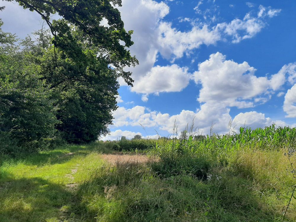 Feldweg, rechts Gewächse, links Bäume, blauer Himmel mit einzelnen Wolken.