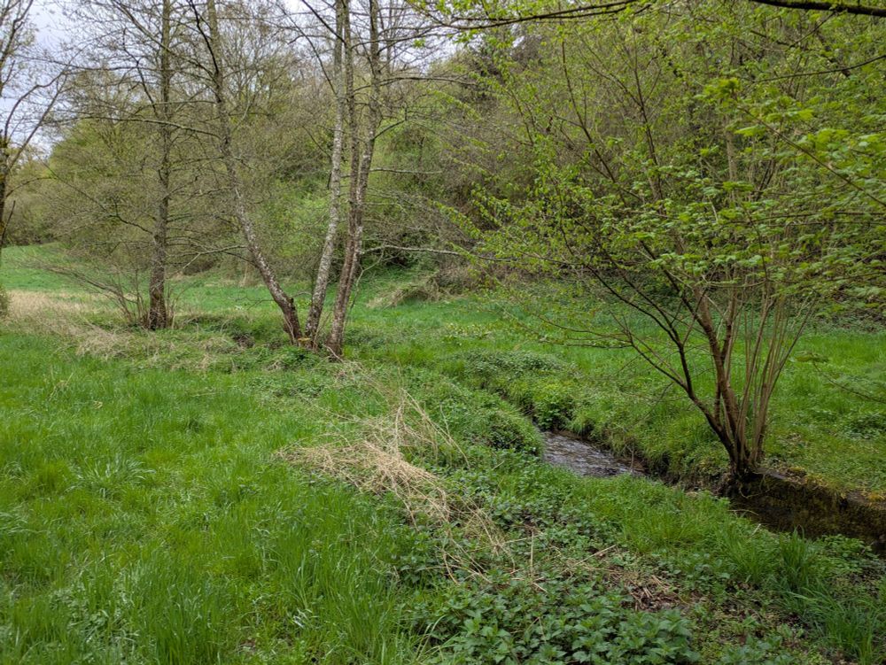 Ein Bach durch wiesiges Gelände, ein paar Bäume am Wasserlauf und eine Waldlinie im Hintergrund.