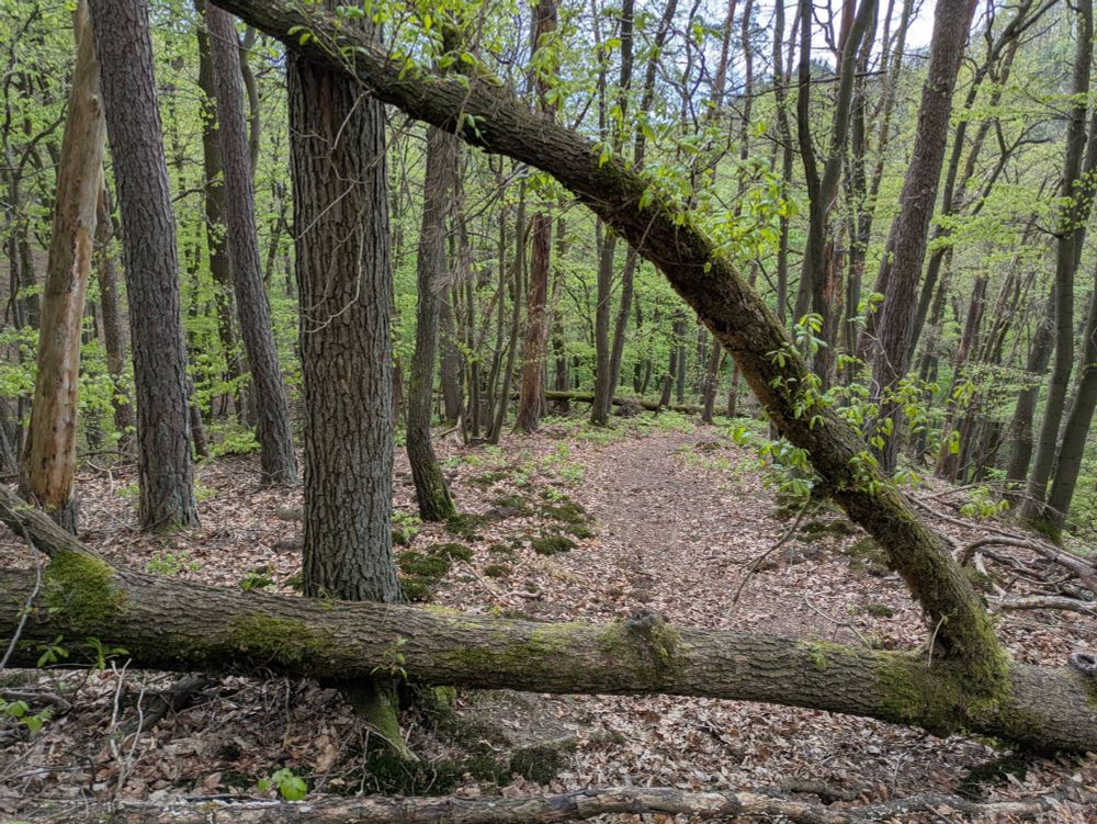 Ein Waldweg, auf dem ein umgestürzter Baum mit hochstehendem Zweig mit einem noch stehenden ein Dreieck zum Durchsteigen bildet.