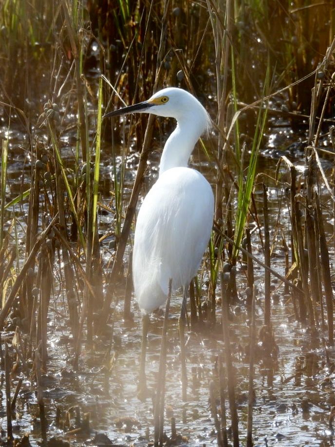 Snowy egret in the marsh