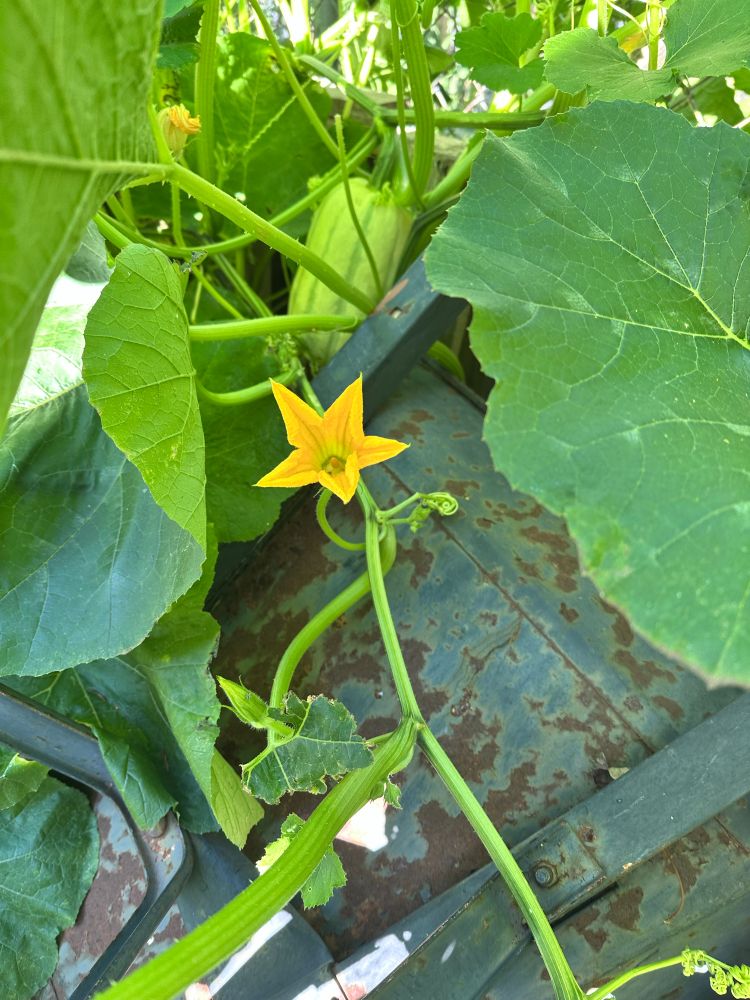 Orange 5-pointed squash blossom at center, on a green vine crossing a rusty blue gray metal wheelbarrow. An immature squash hangs from a vine in the background 