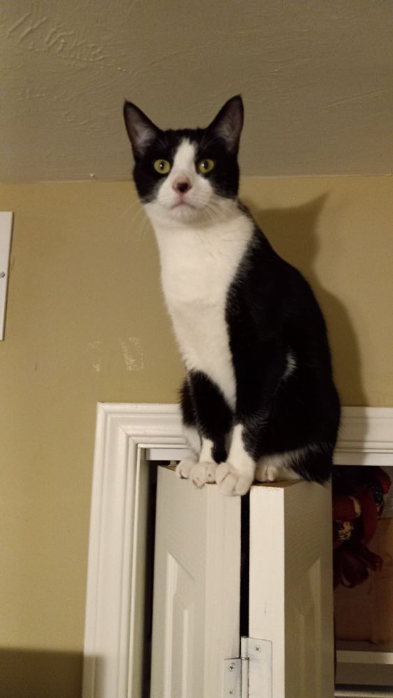 A tuxedo cat with a black mustache perched atop a folding door.