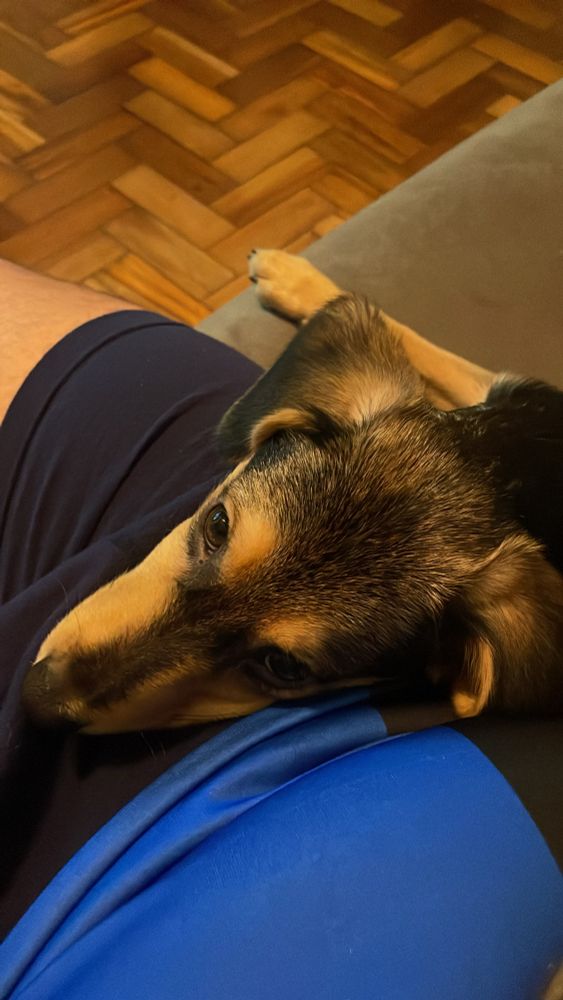 Cachorro filhote com orelhas grandes e dobradas, pelagem curta misturando caramelo com preto. Ele está com a cabeça apoiada no meu colo, olhando para cima, na minha direção. 