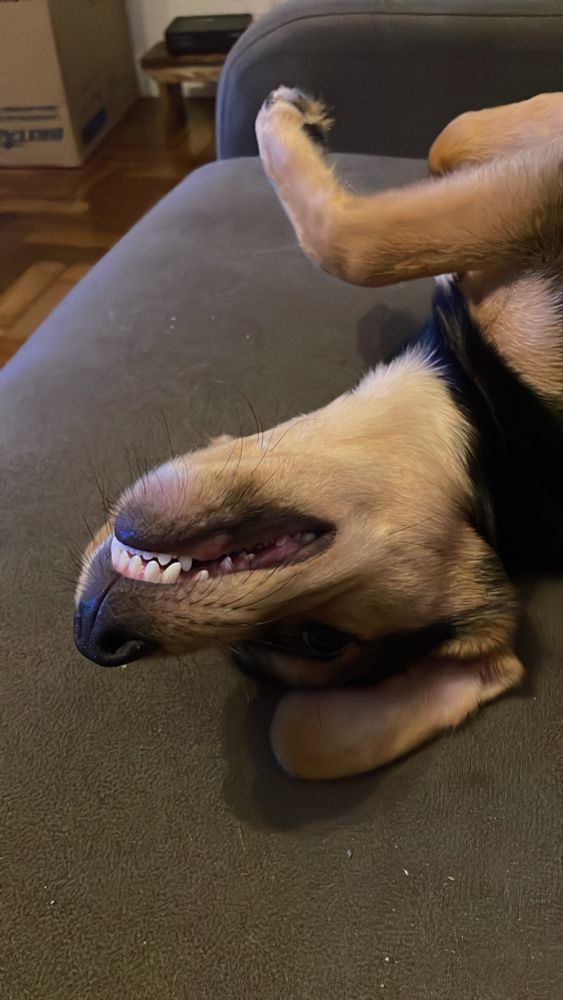 Foto mostra um cachorro com a pelagem caramelo e preta deitado de cabeça pra baixo com os dentes a mostra como se estivesse sorrindo 