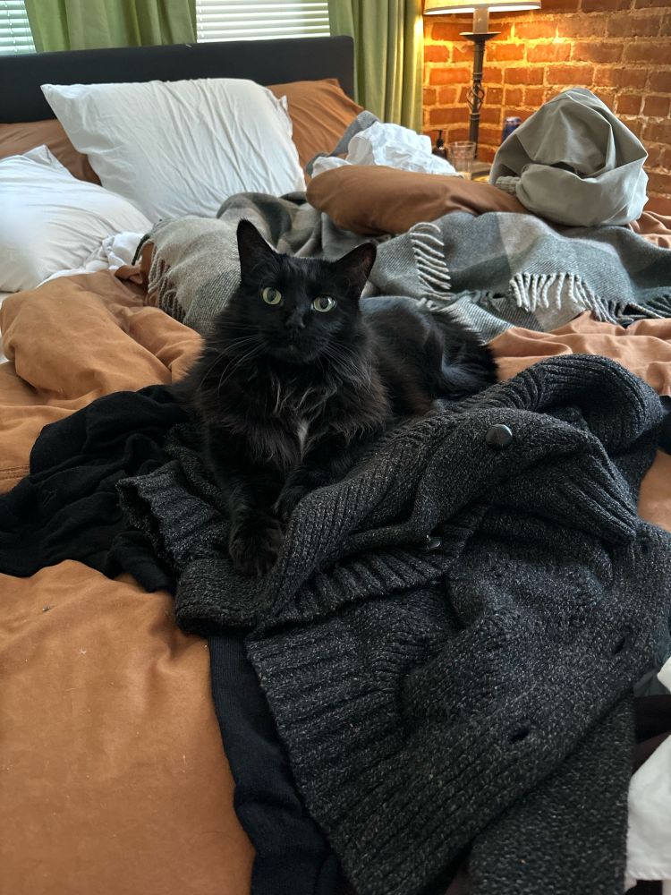Black cat on bed and sitting on sweater with paws folded