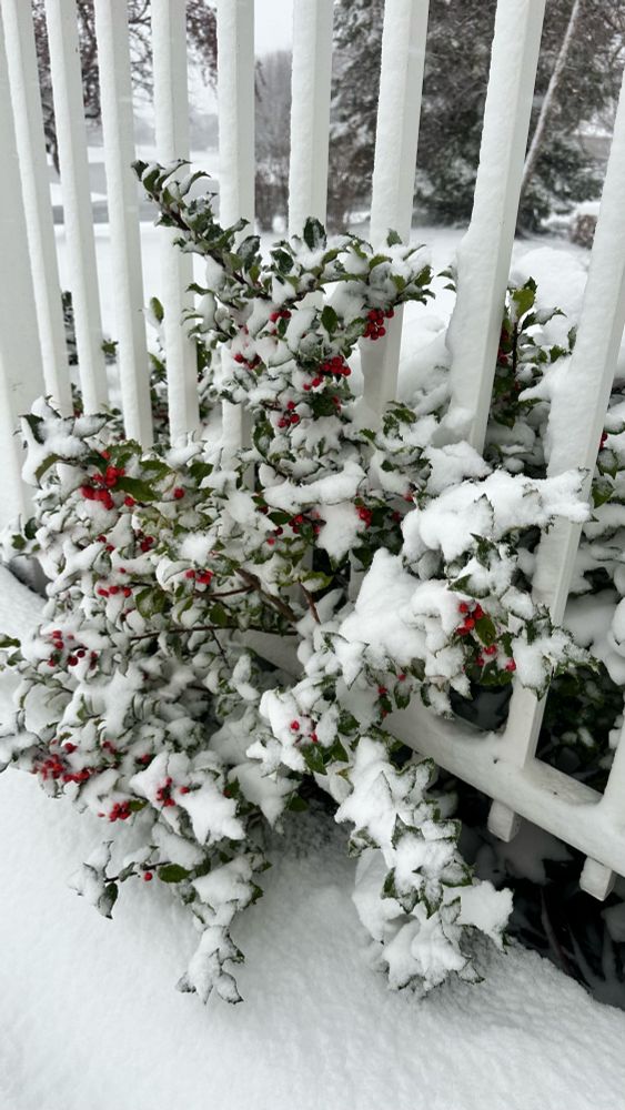 Snow on the holly bush 