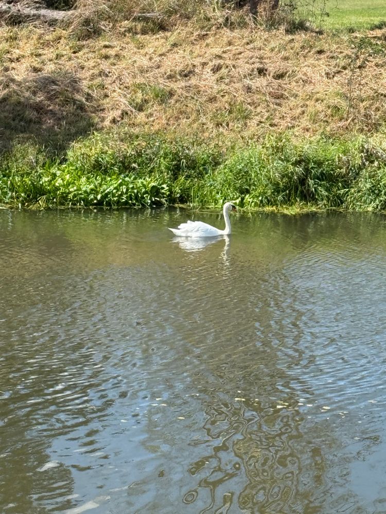 Ein einzelner Schwan.