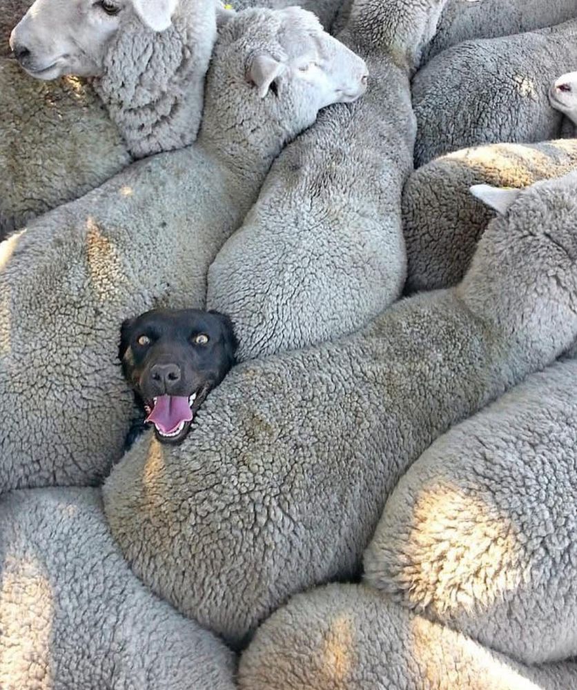 a sheep dog surrounded by sheep!