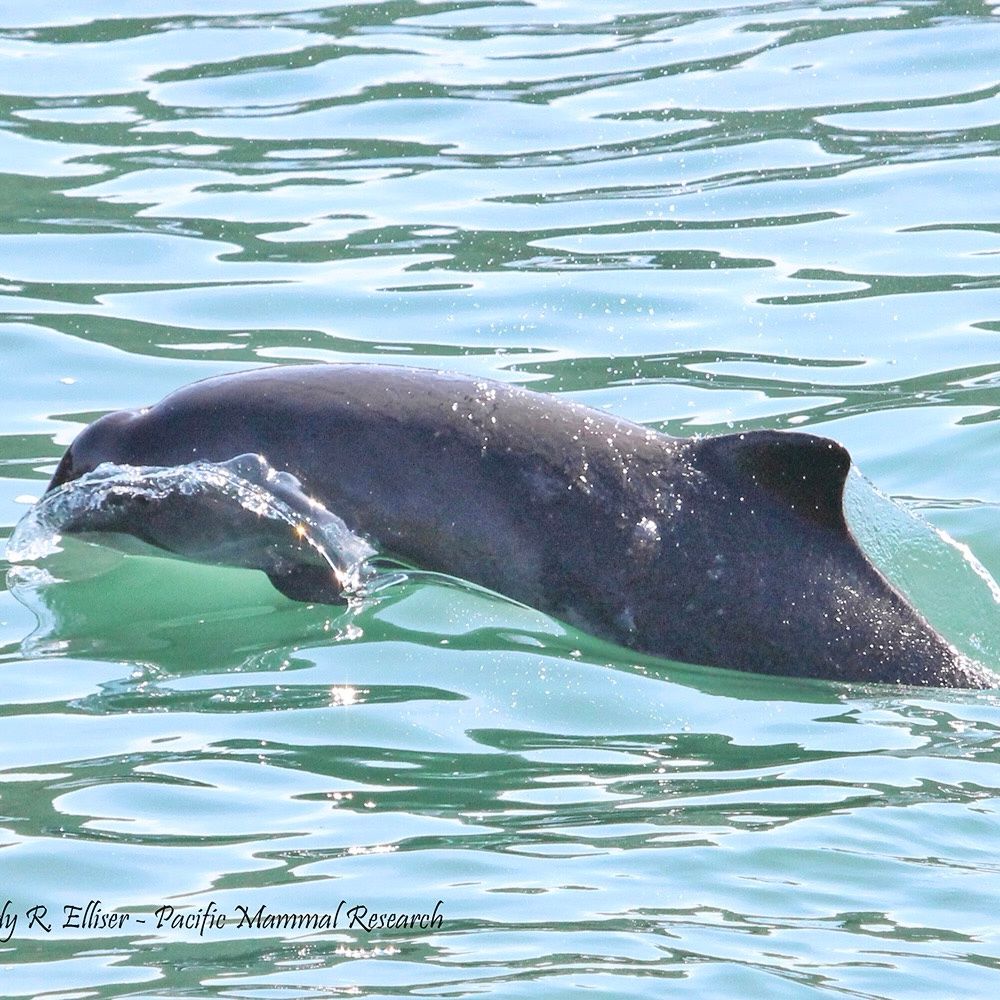 A harbor porpoise swimming, at the surface as water splashes around it.