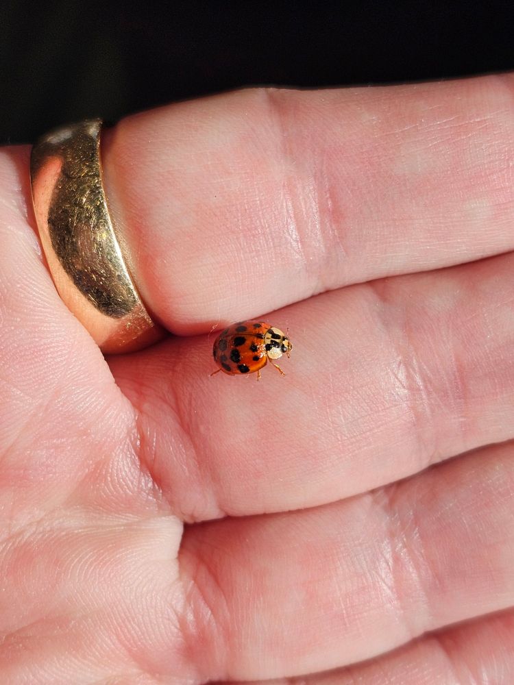 Asian lady beetle on my fingers