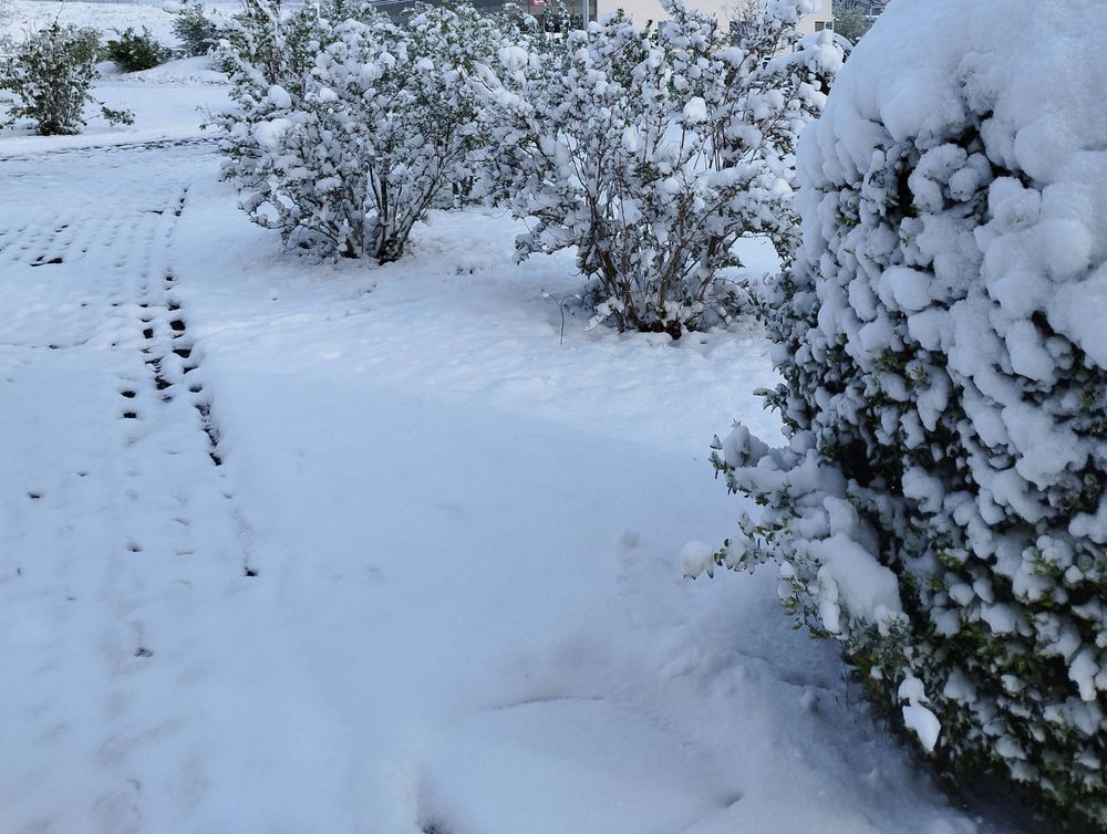 Chemin et buissons enneigés