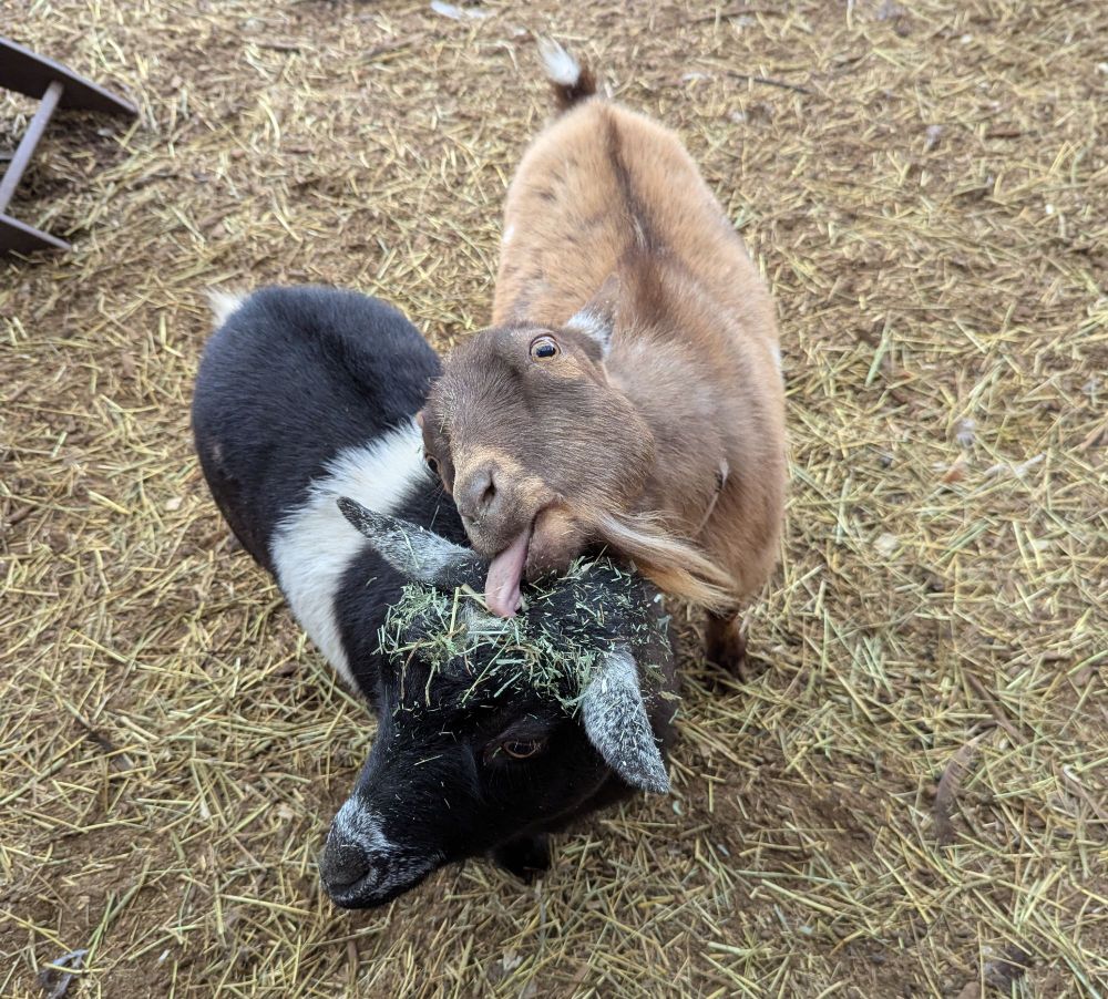A goat the color of brown butter is licking a bunch of grass off the head of black-and-white goat who is afflicted with the dreaded "salad head" after dipping into the feed container.
