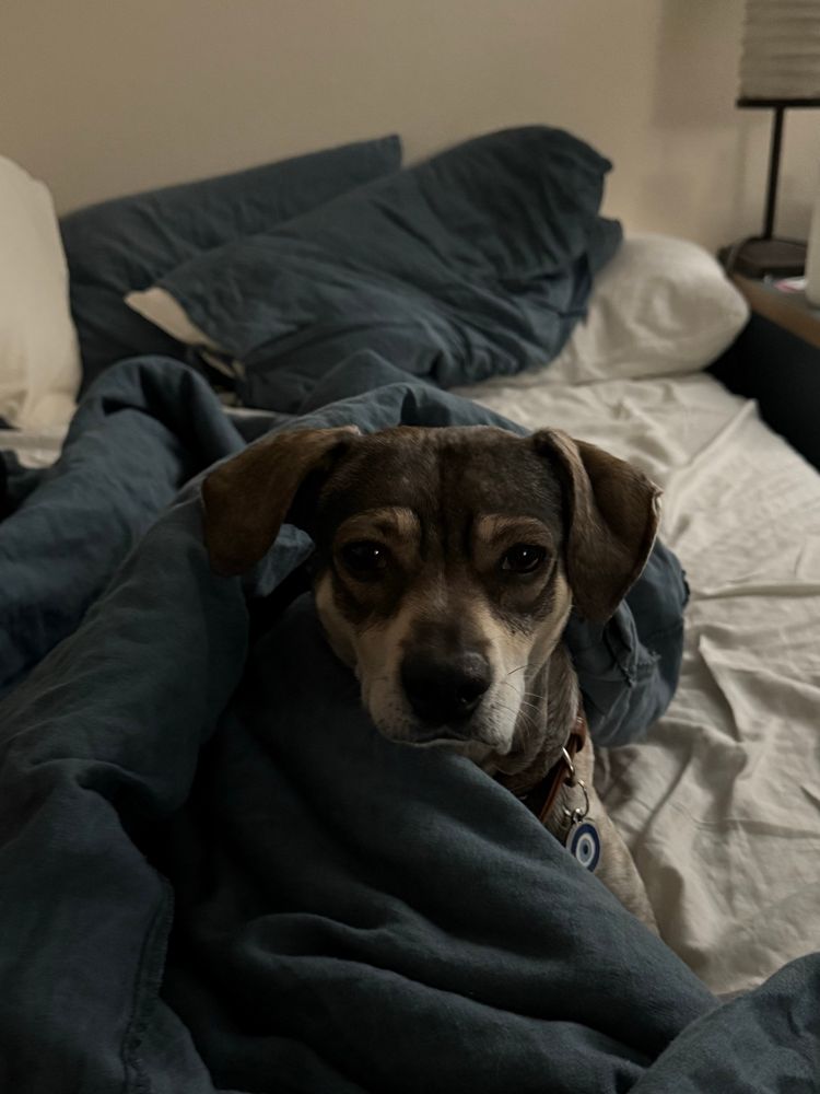 A photo of my 2 yo beagle mix wrapped in the blue blankets on my bed, staring deep into my soul with a face that screams “what are you gonna do about it?”