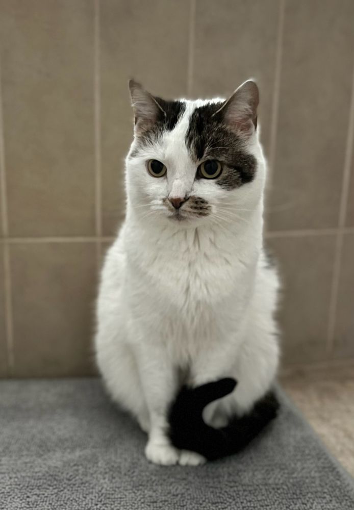 Rey, petite white cat with black markings, perched daintily on a grey bathmat