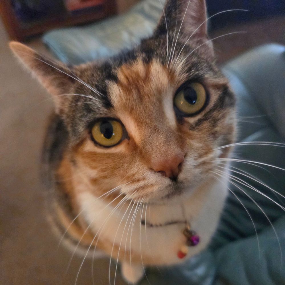 Photo of a Calico Tabby Cat named Sunshine. She has big expressive eyes and markings that make her look like she's wearing mascara. 