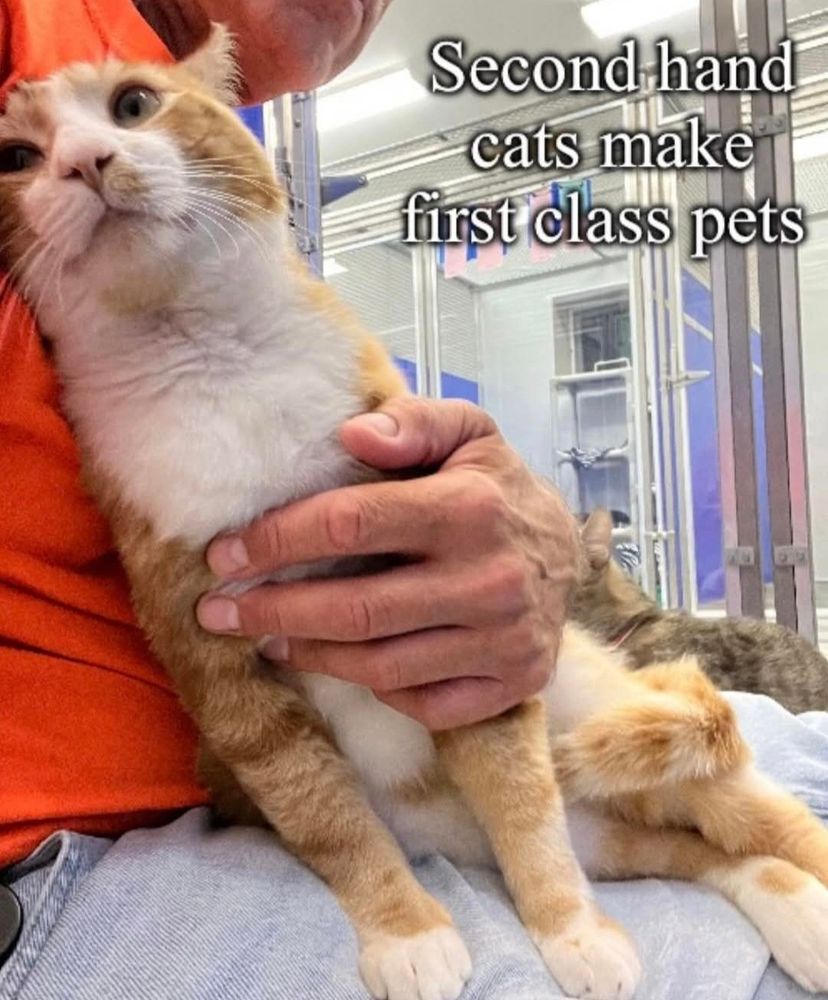 Orange and white tabby cat, ending held by a person in an orange shirt. There is white text to the top right of the page - Second hand cats make first class pets.