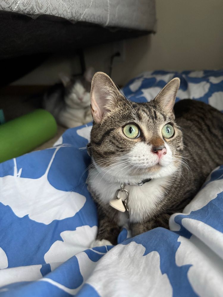 Cute striped cat with big green eyes and an adorable face on comforter of white ginkgo leaves on cornflower blue. In the back left out of focus and white and grey cat sleeps next to a lime green yoga mat. 