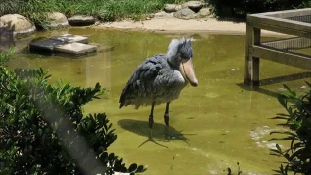 a bird with a large beak stands in a pond