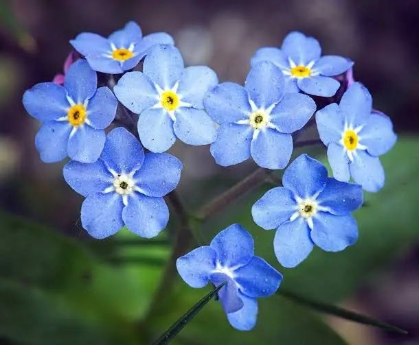 Photo of forget me nots.