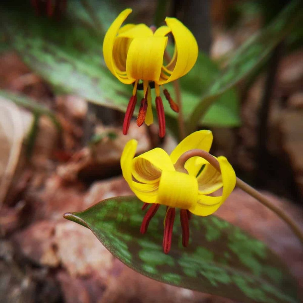 The image shows two bright yellow lily-like flowers with six backward-curving petals each. The flowers have distinctive red-orange stamens and pistils protruding from their centers. They emerge from mottled green leaves with brown spots characteristic of trout lilies. The plants are growing among fallen brown leaves on what appears to be a woodland floor, with a blurred forest background.