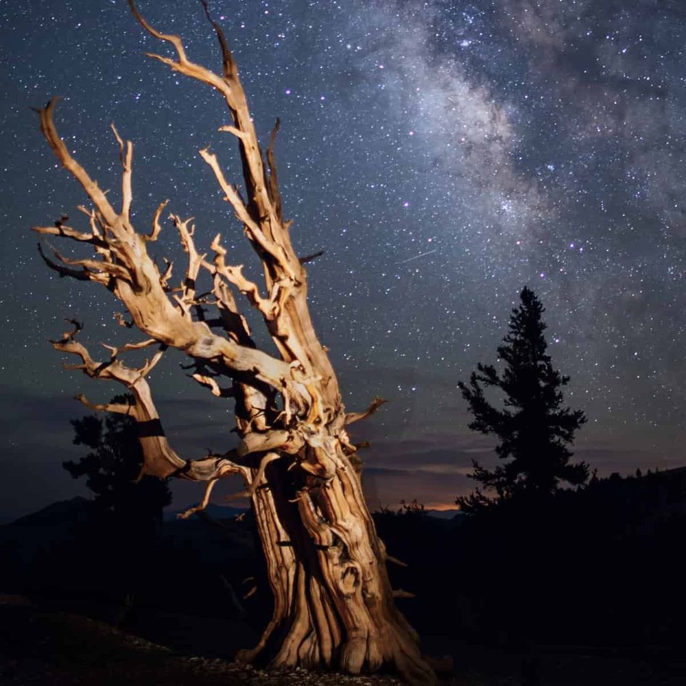Night photograph of a twisted bristlecone pine tree, its distinctive wind-sculpted form highlighted against the Milky Way. The tree's exposed wood shows complex patterns formed over centuries of slow growth in extreme alpine conditions.