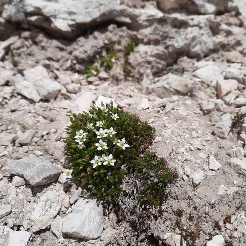 A compact, dome-shaped plant with dense green foliage and numerous small white flowers, each with five petals, growing directly from harsh, rocky terrain. The surrounding soil appears mineral-rich and pale, scattered with limestone or serpentine rock fragments. The plant forms a tight cushion growth pattern typical of alpine or specialized soil plants, demonstrating remarkable adaptation to harsh growing conditions.