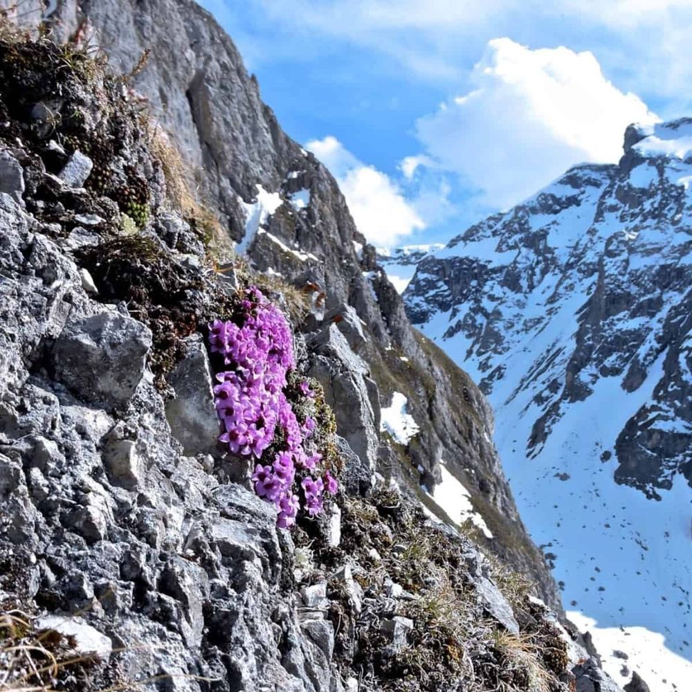 A vibrant cluster of bright purple mountain saxifrage (Saxifraga oppositifolia) flowers blooms on a rocky alpine slope. The dense cushion of small, four-petaled purple flowers forms a striking contrast against the gray limestone rocks and patches of moss. In the background, dramatic snow-capped mountain peaks rise under a bright blue sky with white clouds. The harsh, rocky terrain shows typical alpine conditions where this hardy Arctic and alpine plant thrives.