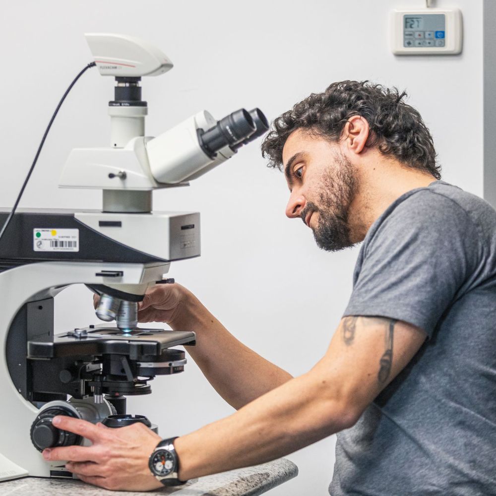 A researcher with curly dark hair and beard wearing a gray t-shirt examines a specimen through a professional microscope in a laboratory setting. He is adjusting the microscope stage with one hand while looking through the eyepiece. 