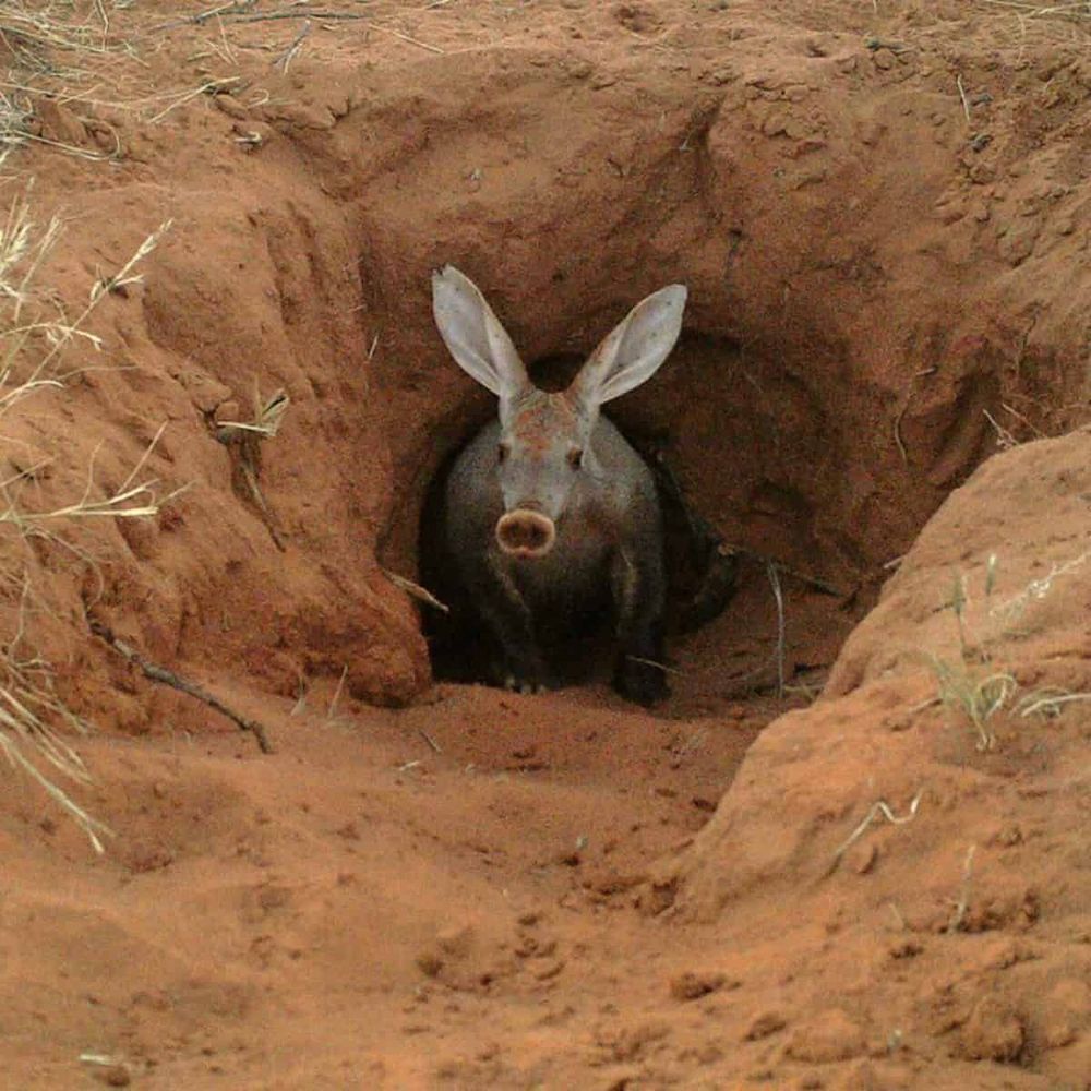 An aardvark at the bottom of a deep burrow.