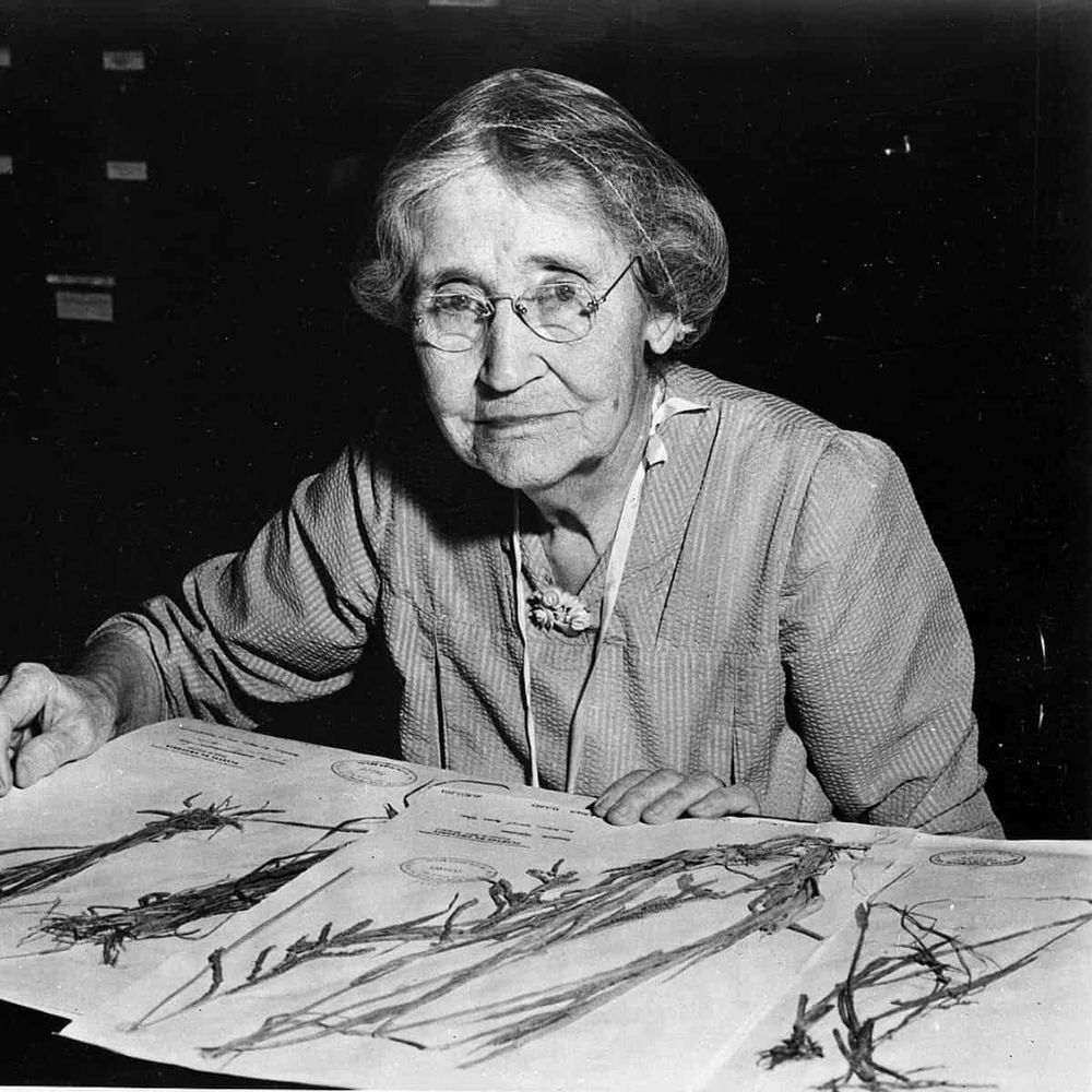 Mary Agnes Chase looking over some plant specimens at the photographer with an expression of forbearance.