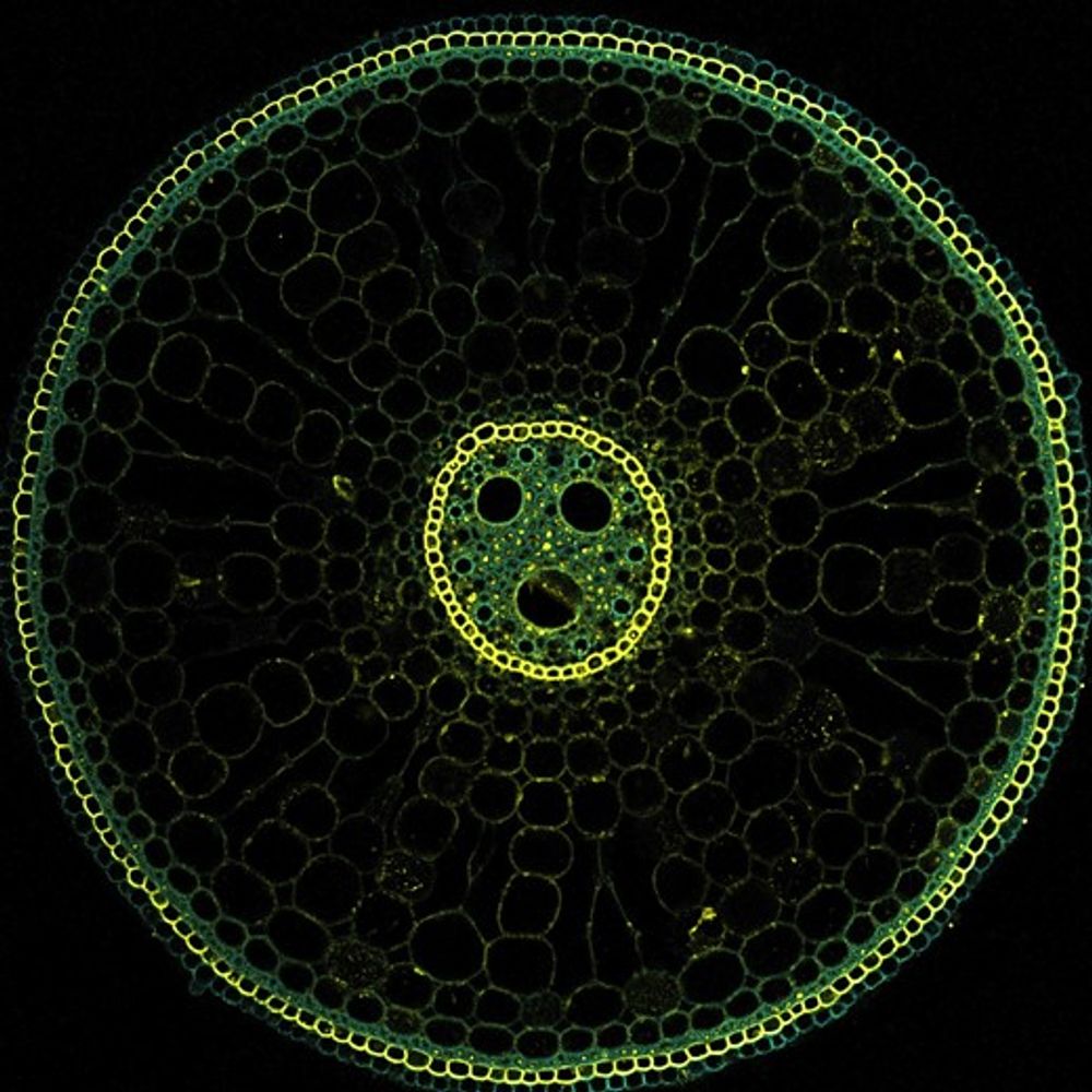 Low nitrate under waterlogging triggers exodermal suberization to form a barrier to radial oxygen loss in rice roots