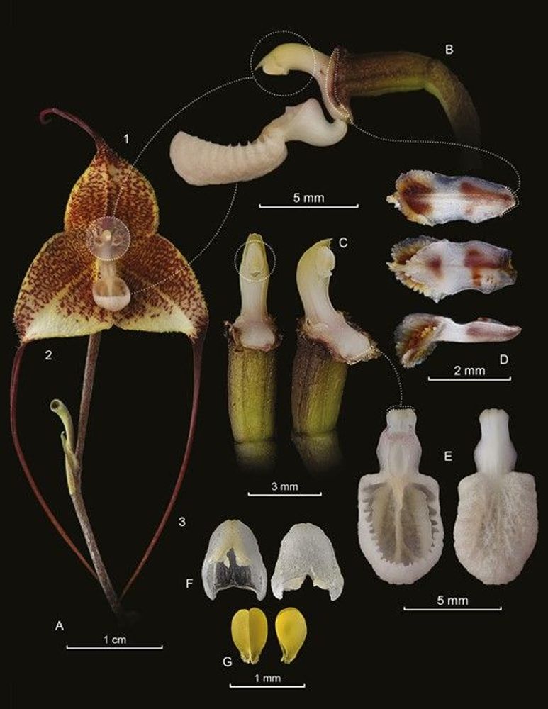 Pollination ecology of Dracula erythrochaete (Orchidaceae): brood-site imitation or food deception?