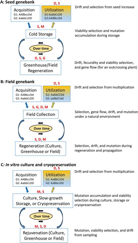 Frontiers | Will a plant germplasm accession conserved in a genebank change genetically over time?