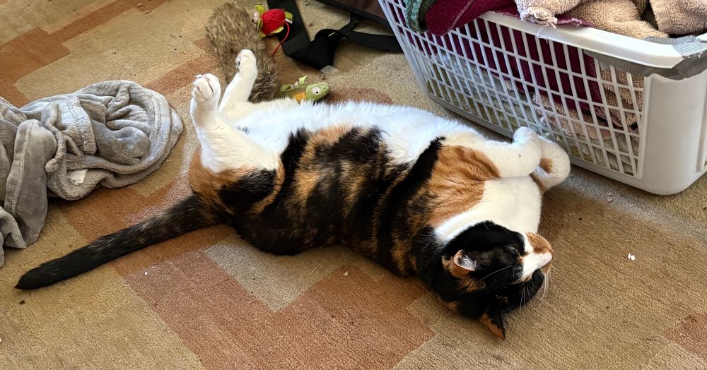 Marjie our calico cat stretching on her back.