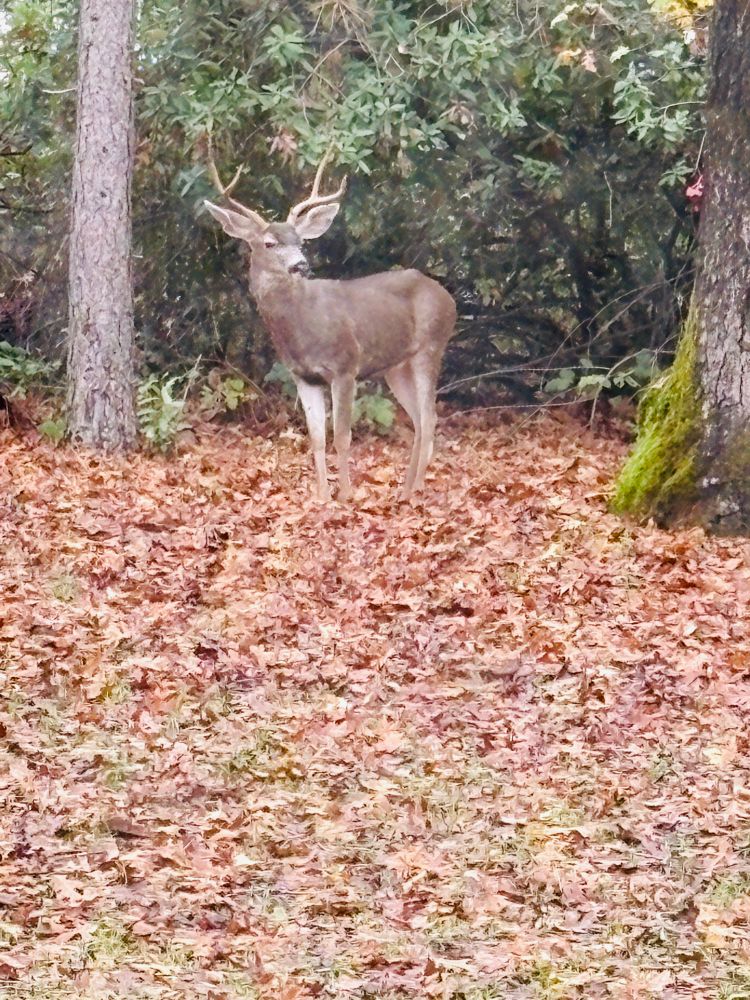 Older make deer with large rack.