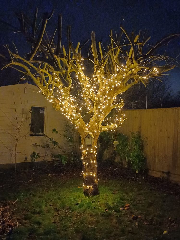 An apple tree in the dark with warm white lights wound round the trunk and through the branches. They don't quite reach the top of the tree.