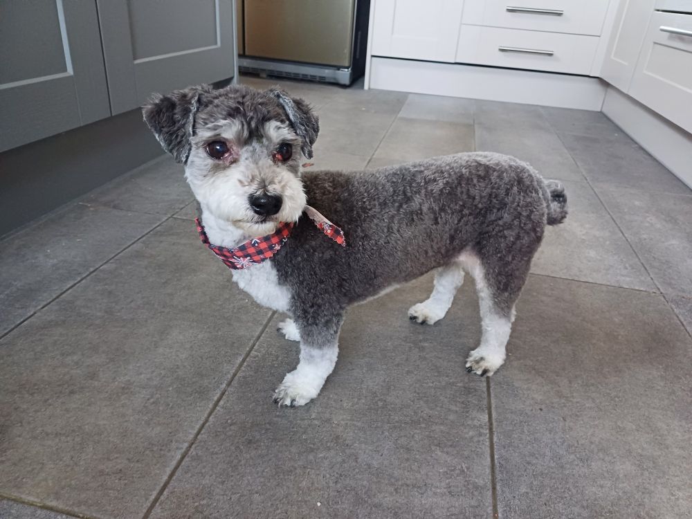A black and white Havanese dog standing on a grey floor. She's wearing a little bandana and looks like she's just had a hair cut. Her head is tilted towards the camera.