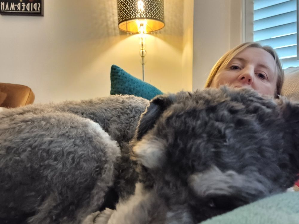 A close-up of a havanese dog snoozing on her mum's lap. 