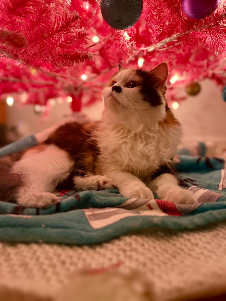 Pattycakes is gazing up at my flamingo pink Christmas tree all lit up.