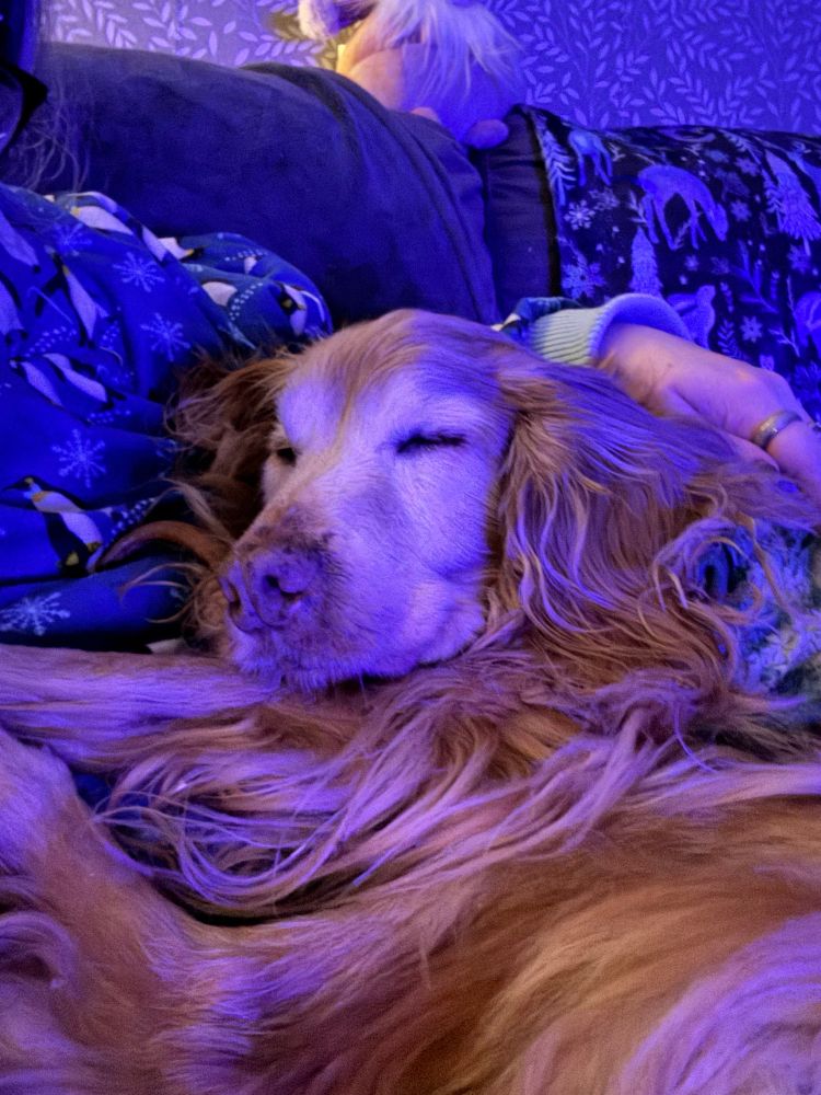 Red working cocker spaniel sleeping 