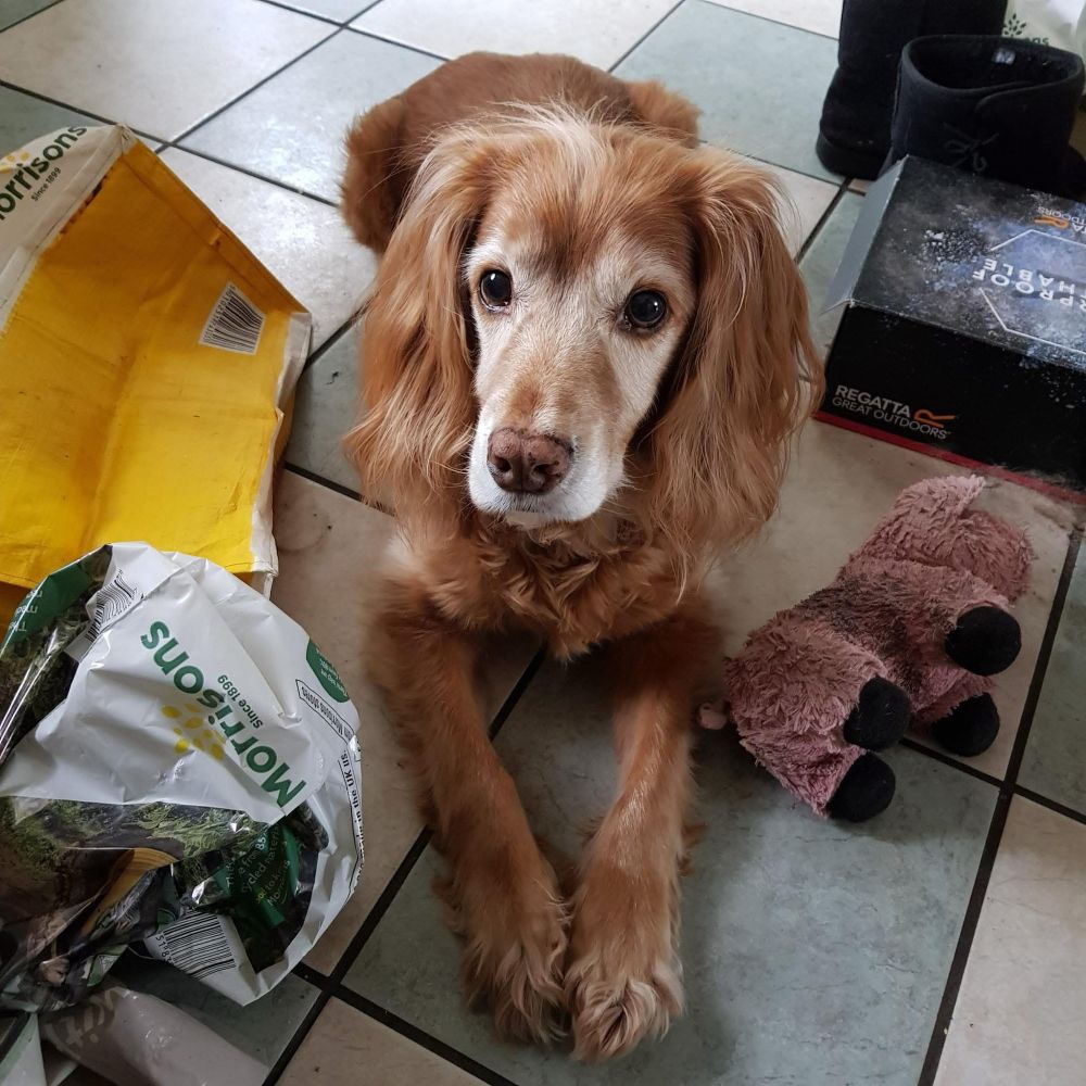 Red working cocker spaniel, lying down looking at the camera, with his Piggy toy next to him