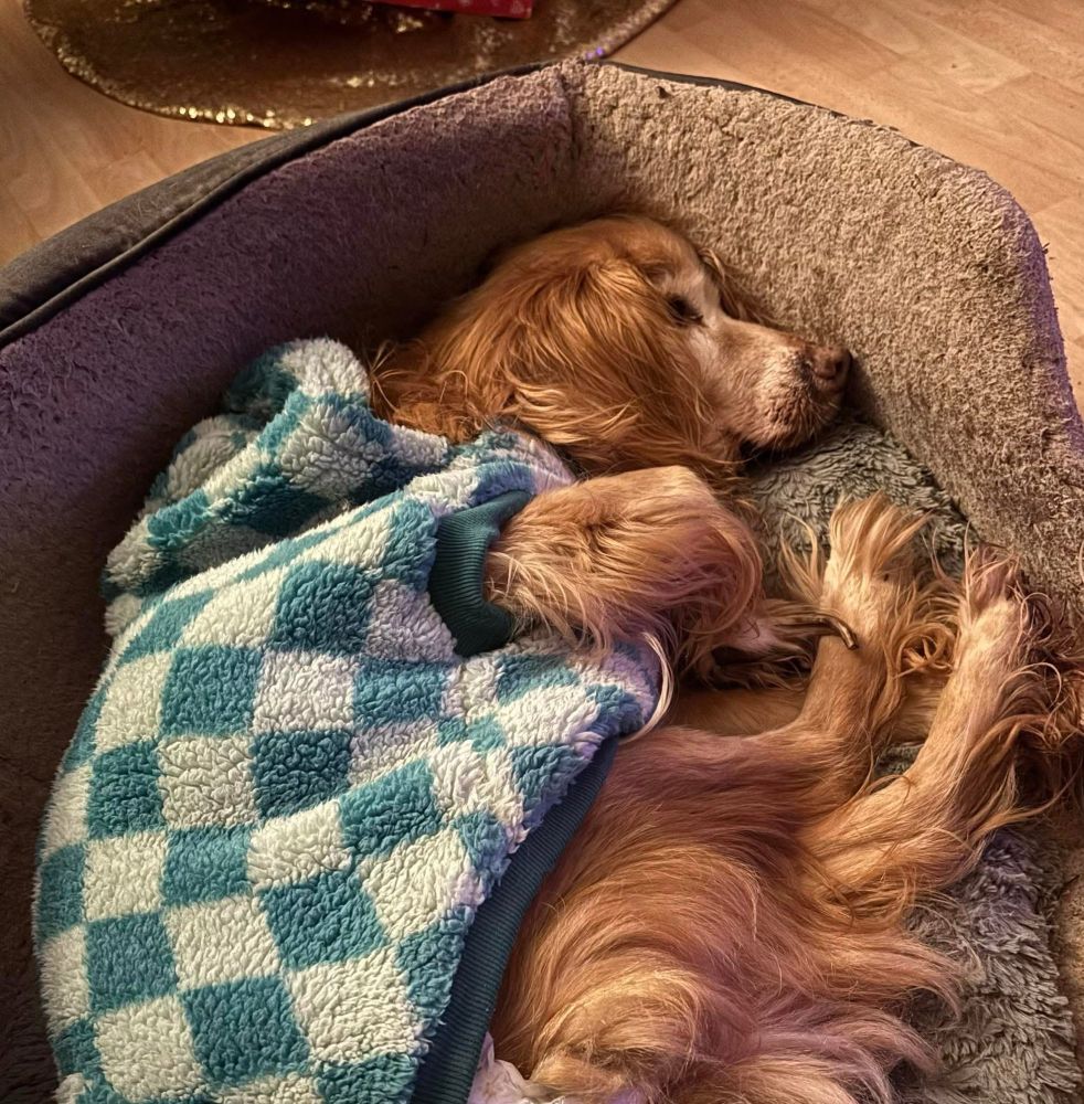 A sleeping red working cocker spaniel, wearing a green and white checked fleece hoody 