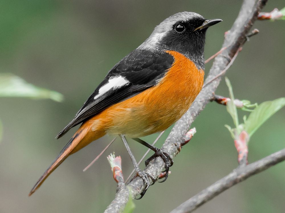 Daurian redstart