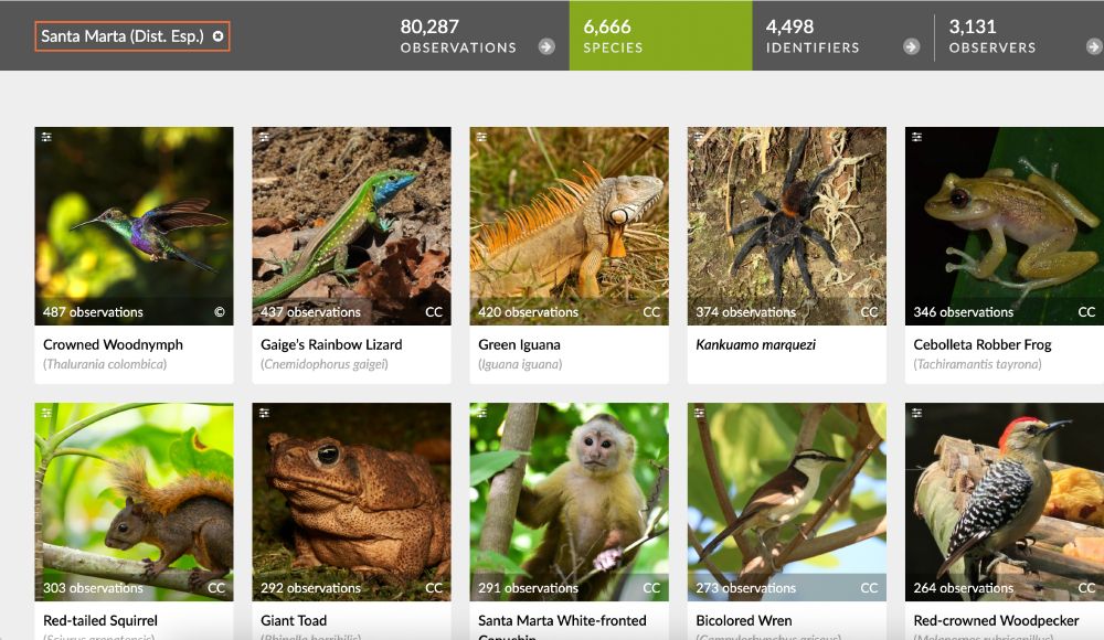 Screenshot from iNat showing the wide variety of biodiversity in Santa Marta, Colombia